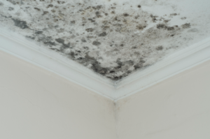 Mold remediation company in Downers Grove Illinois