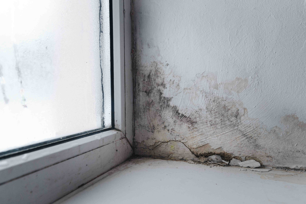 Mold remediation company in Wheaton Illinois